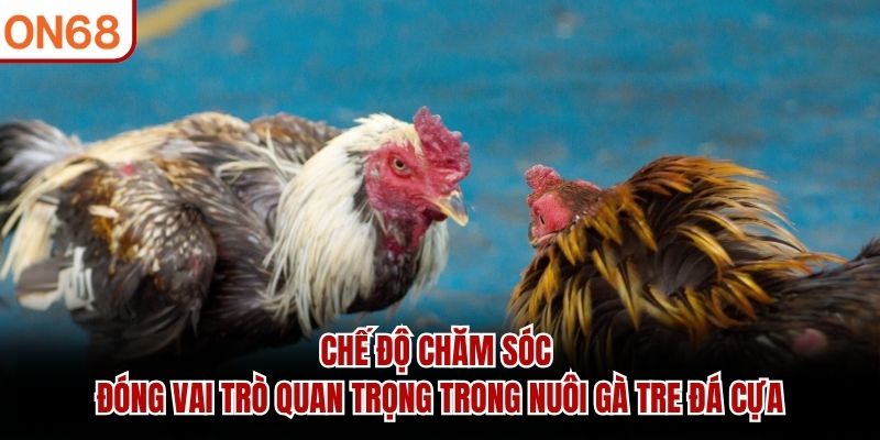 Chế độ chăm sóc đóng vai trò quan trọng trong nuôi gà tre đá cựa